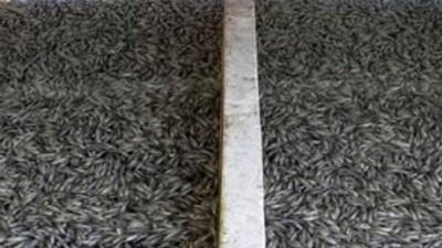 10 milyon alabalık telef oldu