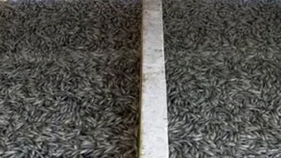 10 milyon alabalık telef oldu