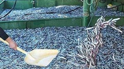 Karadeniz'den hamsi fışkırıyor