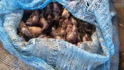 250 kilo deniz patlıcanı ele geçirildi