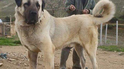 Sınırda Mehmetçiğin can dostu olacaklar