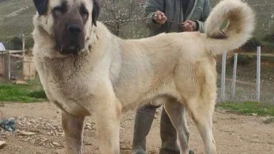 Sınırda Mehmetçiğin can dostu olacaklar
