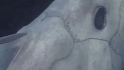 Hayalet köpek balığı görüntülendi