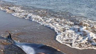 Muğla'da ölü yunus kıyıya vurdu
