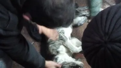 Elektrik akımına kapılan köpek öldü