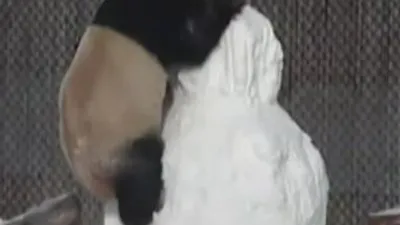 Sevimli panda sosyal medyayı salladı