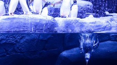 Kutup penguenleri ziyaretçilerini bekliyor