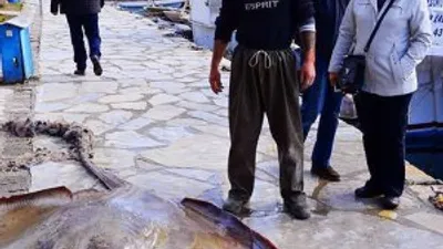 Gökova Körfezi'nde 200 kiloluk vatoz yakalandı