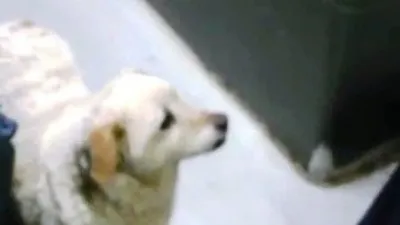 Köpek otobüse bindi, 10 durak sonra indi