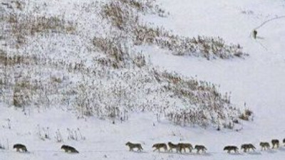 Aç kalan kurtlar köpekleri yedi