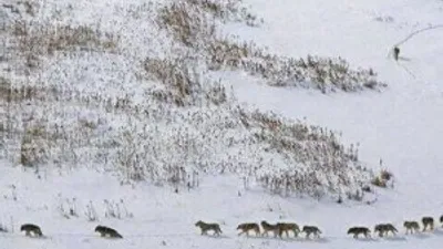 Aç kalan kurtlar köpekleri yedi