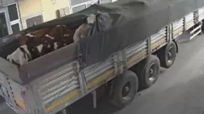 Limanda inanılmaz dolandırıcılık