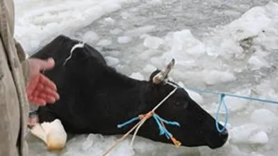 Göle düşen inek böyle kurtarıldı