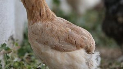 'Yeşil yumurtlayan tavuk' karaborsa oldu