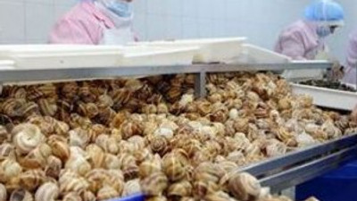Kara salyongozu kapış kapış gidiyor !