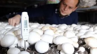 Düğün yapacaktı patron oldu !