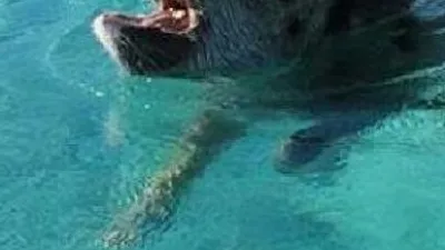 Denizin ortasında domuzla karşılaştılar