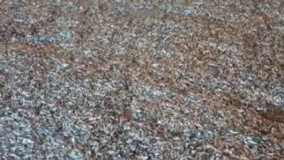 Binlerce kilo hamsiye el konuldu !
