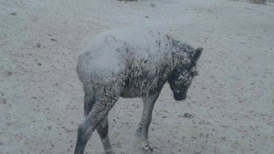 Şanlıurfa’da eşekler dondu