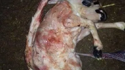 Çift başlı kuzu herkesi şaşırttı