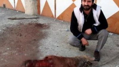 Aç kurtlar köpeği parçaladı