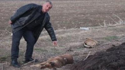 Tavşanlı'da köpek katliamı