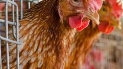 Yamyam tavuk konusu Meclis'e taşındı