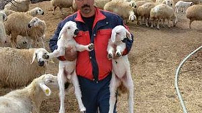 Sertifikalı çobanlar sürülerine kavuştu