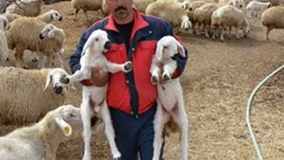 Sertifikalı çobanlar sürülerine kavuştu