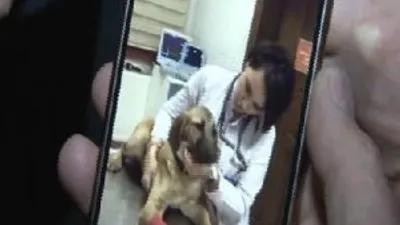 Kuyu köpek karantinaya mı alındı ?