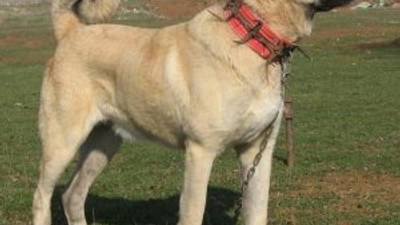 Hollanda'ya Kangal köpekli tepki