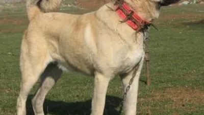 Hollanda'ya Kangal köpekli tepki