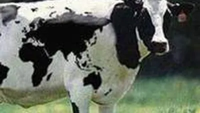 AKP'li vekilin övündüğü haber