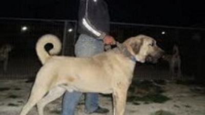 Bu Kangal Tam 117 Kilo Guncel