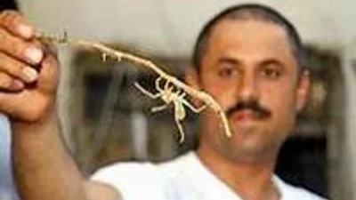 Dev örümcekler Antalya’da !