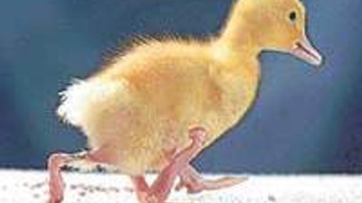 4 ayaklı ördek yürüyor