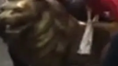 Aslan heykelini çalıp metrobüsle götürdüler !