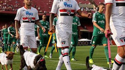 Sao Paulo sahaya köpeklerle çıktı
