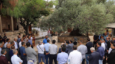 13.5 asırlık ağaçtan zeytin hasadı yapıldı