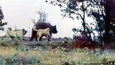 Sürüye saldıran ayıyı köpekler kovaladı,
