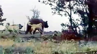 Sürüye saldıran ayıyı köpekler kovaladı,