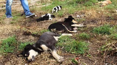 Vicdansızlar ! 4 köpeği zehirlediler