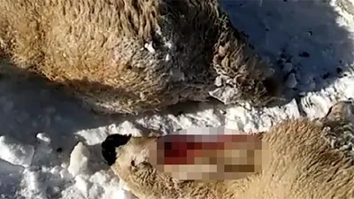 Dağdan inip telef ettiler