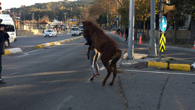 İstanbul'da at paniği ! Yaralılar var...