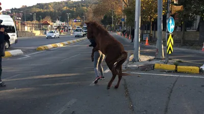 İstanbul'da at paniği ! Yaralılar var...
