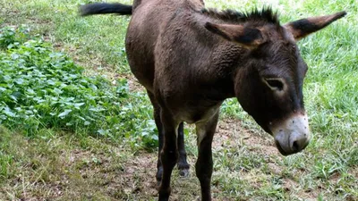 At ve eşek sayısında şüpheli düşüş