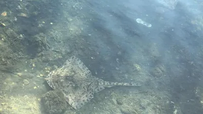 İstanbul'da ürküten olay ! Kıyıya vurdular