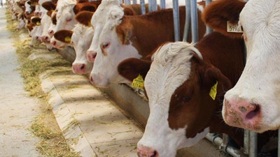 Bakan'dan Kurban fiyatlarına tedbir !