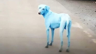 Mavi köpek şoku ! Halk panik içinde...