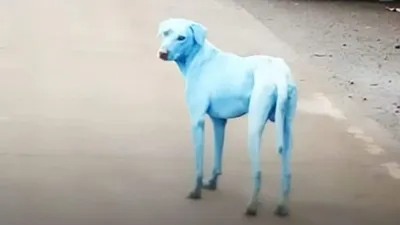 Mavi köpek şoku ! Halk panik içinde...